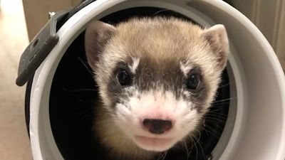 Image for story: Meet the first-ever clone of a US endangered species, black-footed ferret Elizabeth Ann