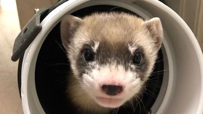 Image for story: Meet the first-ever clone of a US endangered species, black-footed ferret Elizabeth Ann