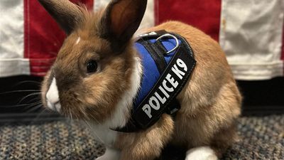 Image for story: Meet Wellness Officer Percy, the K9 rabbit helping police in California