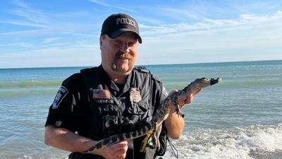 Image for story: Unexpected visitor: Alligator discovered on Lake Michigan beach