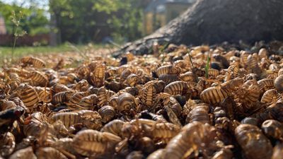 Image for story: 'They are really everywhere': One family's fascination with the cicada invasion