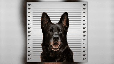 Image for story: Police K-9 won't face criminal charges for stealing officer's lunch