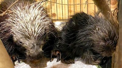 Image for story: Vets thought a porcupine named Betty White had a tumor, turns out she was pregnant