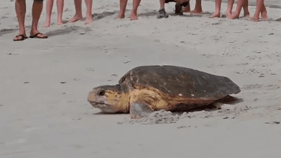 Image for story: 'It's highly unusual': Loggerhead sea turtle nests in broad daylight on crowded beach