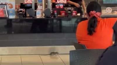 Image for story: Furry food critic takes a 'rat race' tour around mall food court