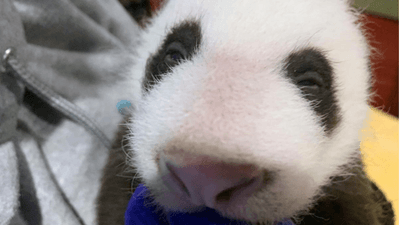 Image for story: Smithsonian Zoo's baby panda turns 6 weeks old; eyes are beginning to open 