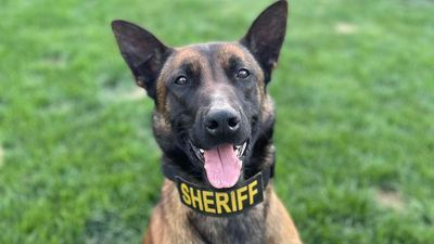 Image for story: Escape artist K-9 finds new playmate before being returned by good Samaritan