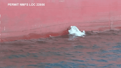 Image for story: Dolphins spotted using shipping vessels in SC harbor to catch prey in 'unique' strategy