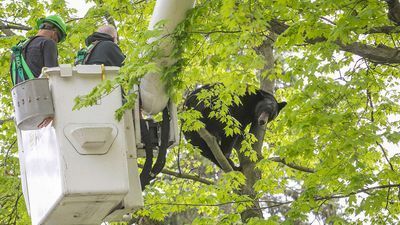 Image for story: Black bear relocated after being spotted 30-feet up tree in Michigan neighborhood