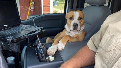 Image for story: Chill pup goes viral in ride-along with animal control