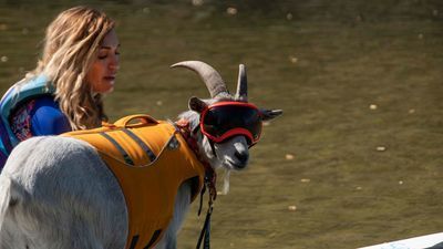 Image for story: Meet Mr. Mayhem, the paddle boarding goat