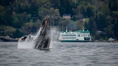 Image for story: Spring whale sightings in Puget Sound