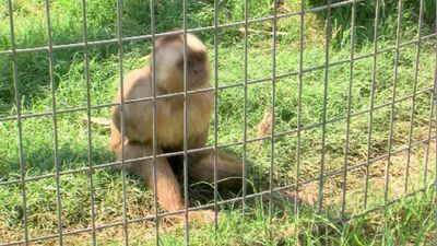 Image for story: Ga. DNR: Monkey believed to be loose in Albany