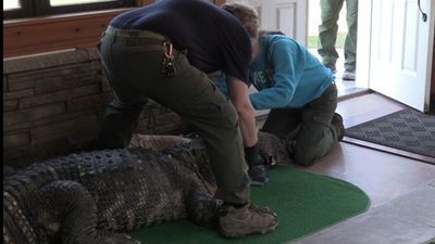 Image for story: 750-pound pet alligator seized from New York man's home