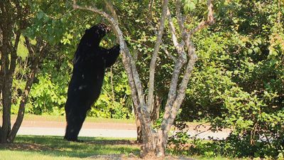 Image for story: Bears on the hunt for food to fatten up before winter