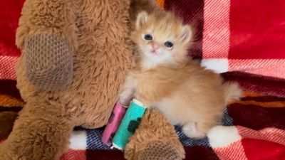 Image for story: Rescue kitten Tater Tot becomes internet superstar while on road to recovery