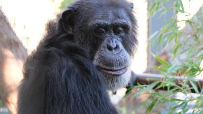 Image for story: 'The Lucky Six' chimpanzees settling into their new surroundings