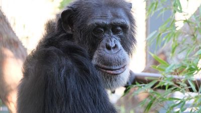 Image for story: 'The Lucky Six' chimpanzees settling into their new surroundings