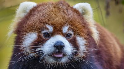 Image for story: Zoo Boise welcomes rare Styan's Red Pandas as part of conservation effort