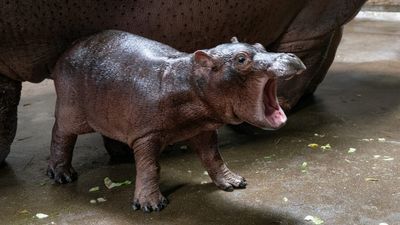 Image for story: And the winner is ... Cincinnati Zoo announces name of new baby hippo 