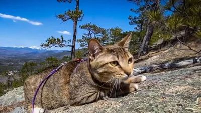 Image for story: Hiking cat reaches the top of New Hampshire's tallest mountains