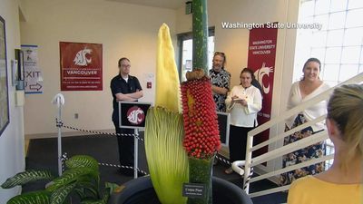 Image for story: Get a Whiff of This: Corpse flower is now in bloom at WSU Vancouver