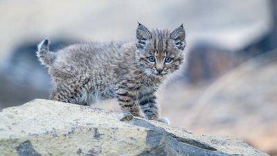 Image for story: Baby bobcat boy finds new home in Oregon museum