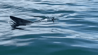 Image for story: WATCH: Central coast biologist encounters great white shark feasting on sea lion