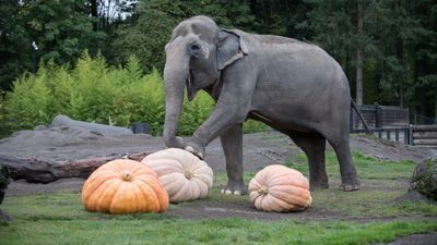 Image for story: Oregon Zoo elephants smash massive pumpkins at annual 'Squishing of the Squash'