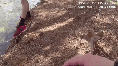 Image for story: New Jersey officer takes care of adorable baby fawn