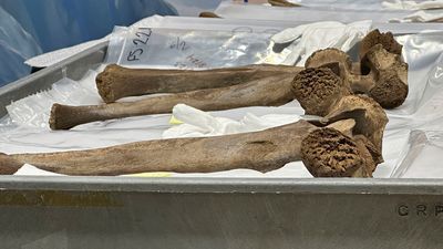 Image for story: Michigan museum to feature mastodon bones unearthed during construction project