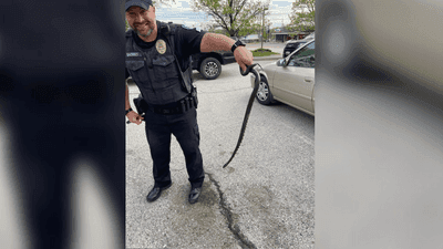 Image for story: Woman driving surprised by snake slithering at her feet