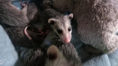 Image for story: Retired firefighter performs C-section on dead possum, saves 6 babies