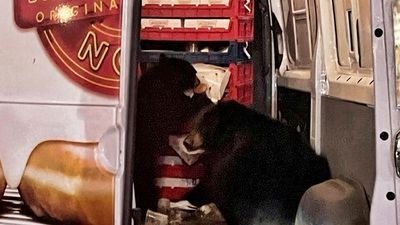 Image for story: Bear duo raids Krispy Kreme doughnut van on Alaska military base