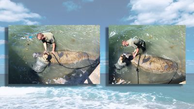 Image for story: Manatee in distress: Florida deputy dives into action to save struggling sea cow