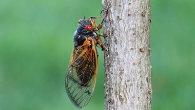 Image for story: 'Cicada-palooza' is coming. Maryland will be at the epicenter