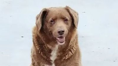 Image for story: Bobi, the world's oldest dog, dies at 31