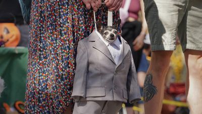 Image for story: PHOTOS: There's no better Halloween treat than a dog costume contest