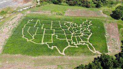 Image for story: Virginia farm turns corn maze into map of the United States