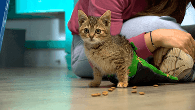 Image for story: Kitten Tommy thriving, adapting despite paralysis thanks to happy-go-lucky spirit