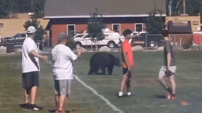 Image for story: Bear with us: California football practice scores a wild visitor on video