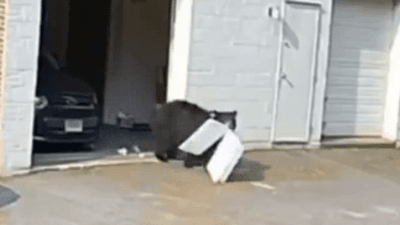 Image for story: VIDEO: Black bear strolls into garage at Connecticut bakery, snags 60 cupcakes 