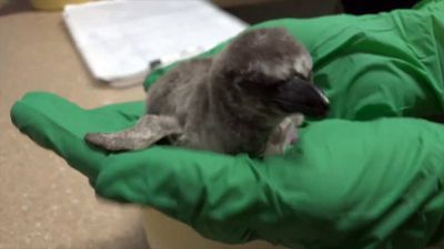 Image for story: Oregon Zoo welcomes baby penguin, fuzzy gray hatchling joins Humboldt colony