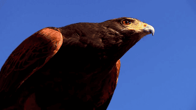 Image for story: Passed down for generations, the art of falconry continues in North Carolina