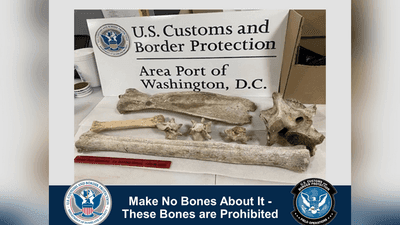 Image for story: Zebra, giraffe bones seized at Dulles International Airport, officials say