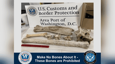 Image for story: Zebra, giraffe bones seized at Dulles International Airport, officials say