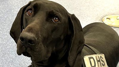 Image for story: Las Vegas airport K9 named finalist in TSA's 'Cutest Canine' contest