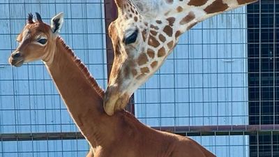 Image for story: World's only spotless giraffe born at Tennessee zoo, public asked to help name her