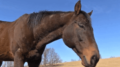 Image for story: Saved from slaughter: Racehorse finds forever home in Virginia