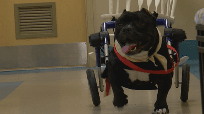 Image for story: Dog in wheelchair searching for forever home